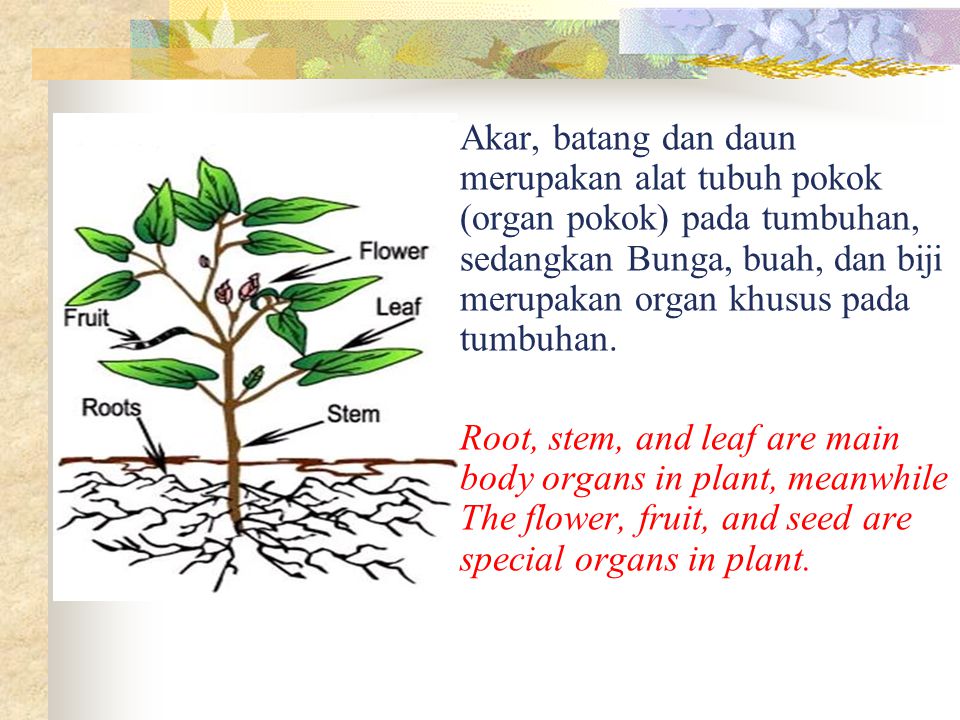 Anatomi akar batang dan daun