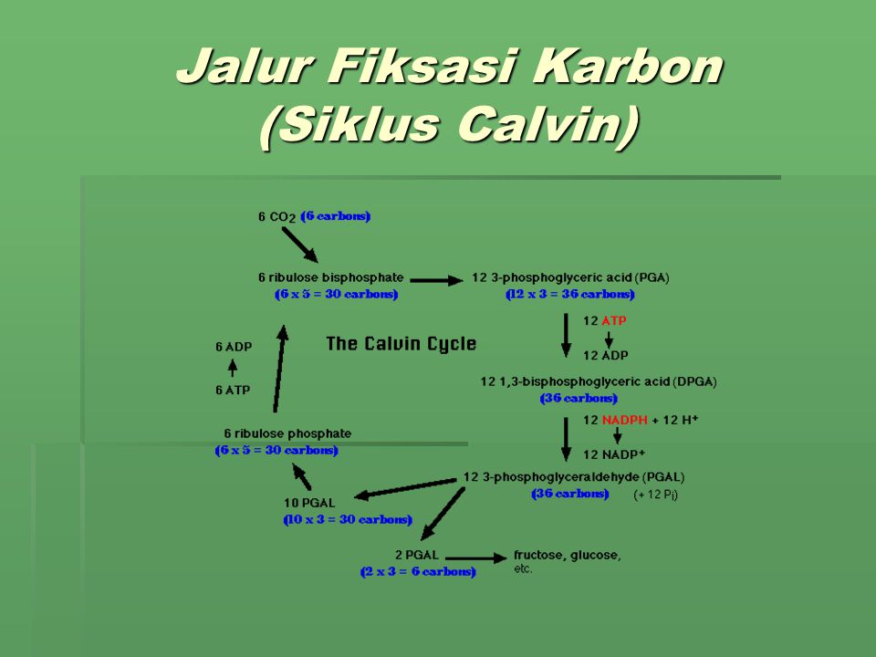 Jalur Fiksasi Karbon (Siklus Calvin)