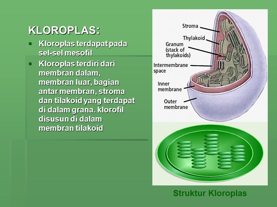 KLOROPLAS: Struktur Kloroplas Kloroplas terdapat pada sel-sel mesofil