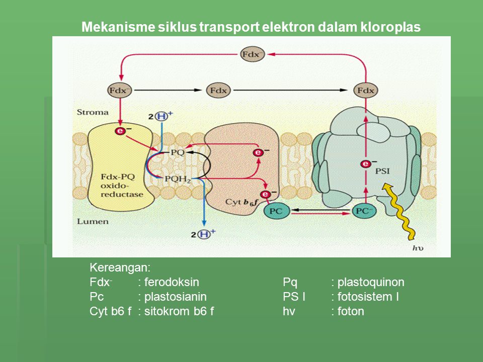 Mekanisme siklus transport elektron dalam kloroplas