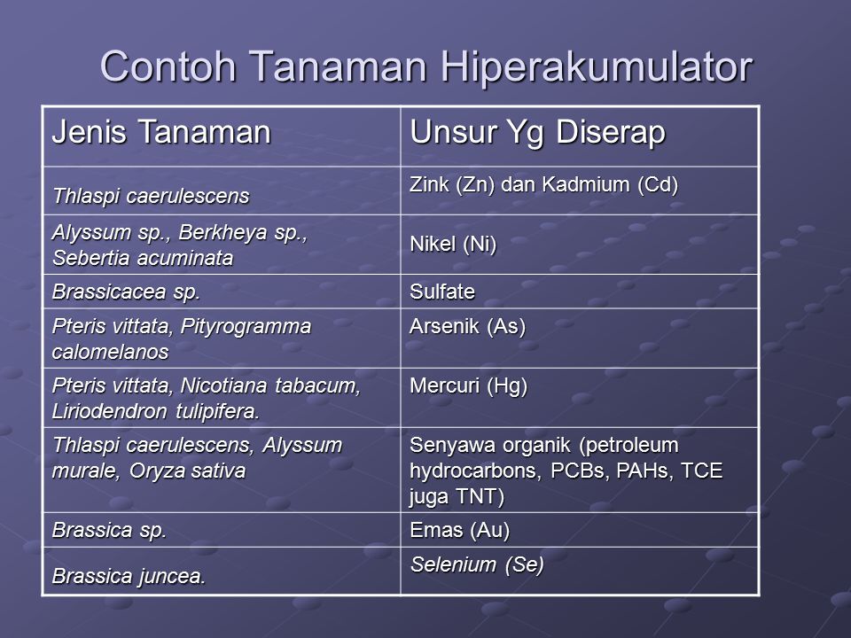 Contoh Tanaman Hiperakumulator