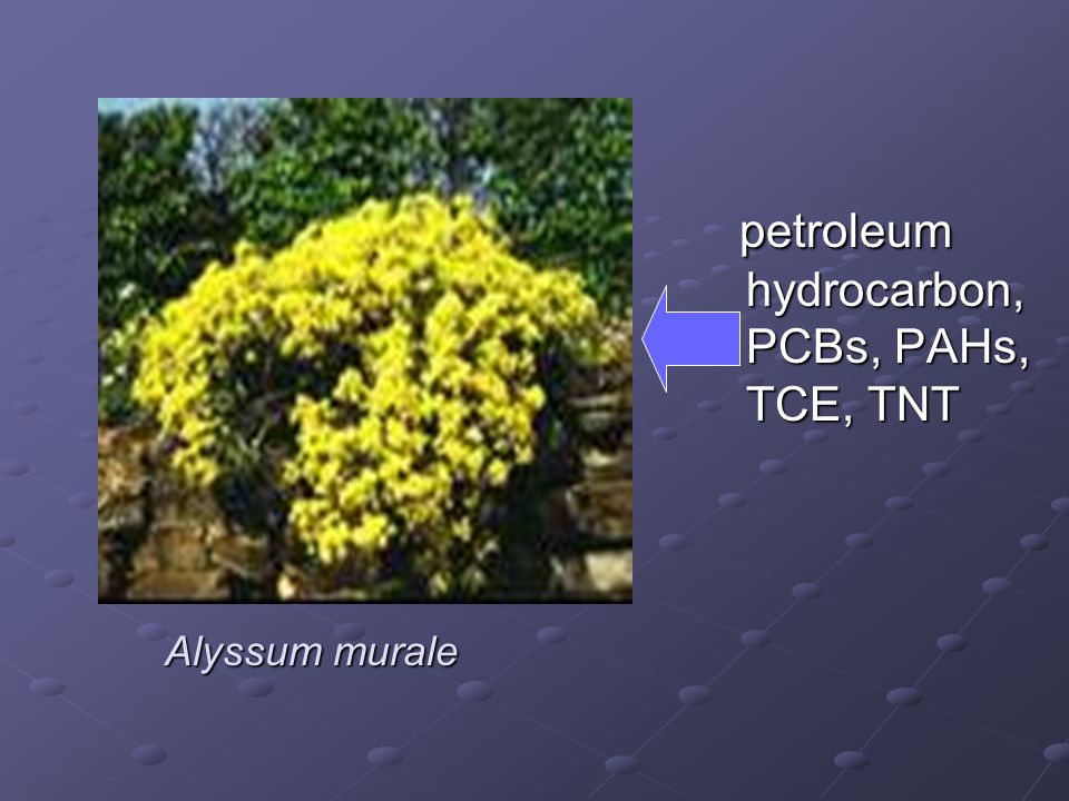 petroleum hydrocarbon, PCBs, PAHs, TCE, TNT