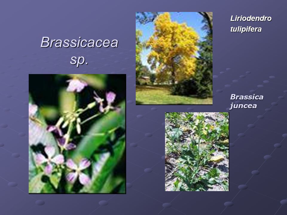 Liriodendro tulipifera Brassicacea sp. Brassica juncea