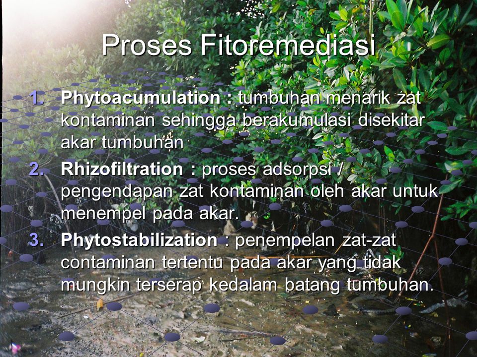 Proses Fitoremediasi Phytoacumulation : tumbuhan menarik zat kontaminan sehingga berakumulasi disekitar akar tumbuhan.