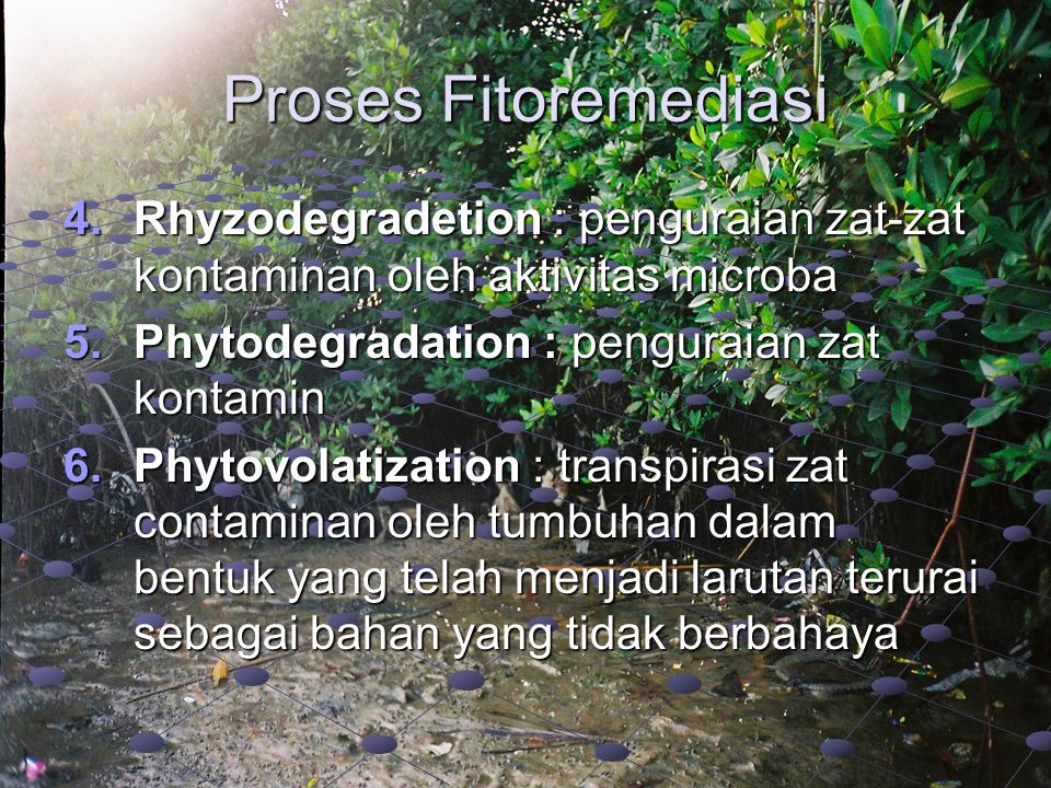 Proses Fitoremediasi Rhyzodegradetion : penguraian zat-zat kontaminan oleh aktivitas microba. Phytodegradation : penguraian zat kontamin.