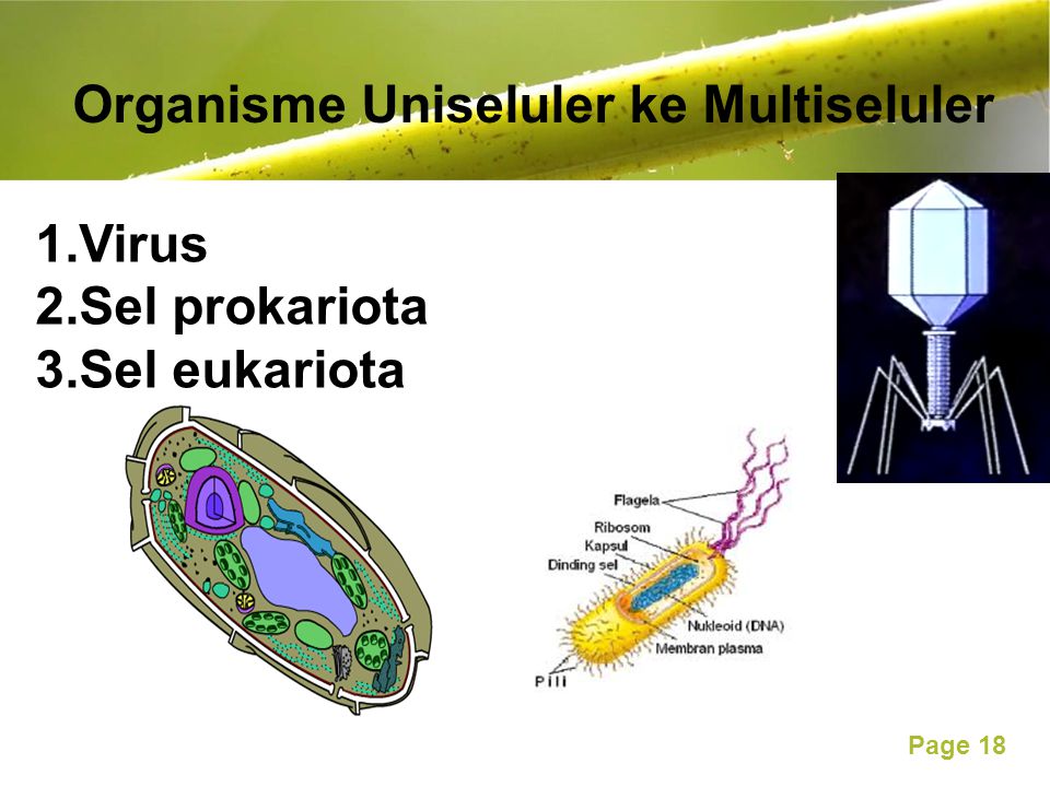 Organisme Uniseluler ke Multiseluler
