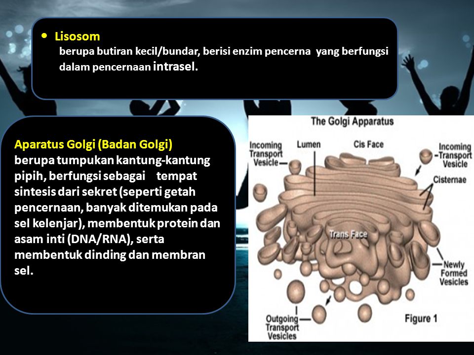 Aparatus Golgi (Badan Golgi)