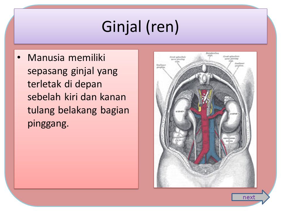 Ginjal (ren) Manusia memiliki sepasang ginjal yang terletak di depan sebelah kiri dan kanan tulang belakang bagian pinggang.