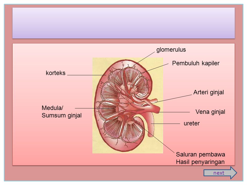 glomerulus Pembuluh kapiler. korteks. Arteri ginjal. Medula/ Sumsum ginjal. Vena ginjal. ureter.