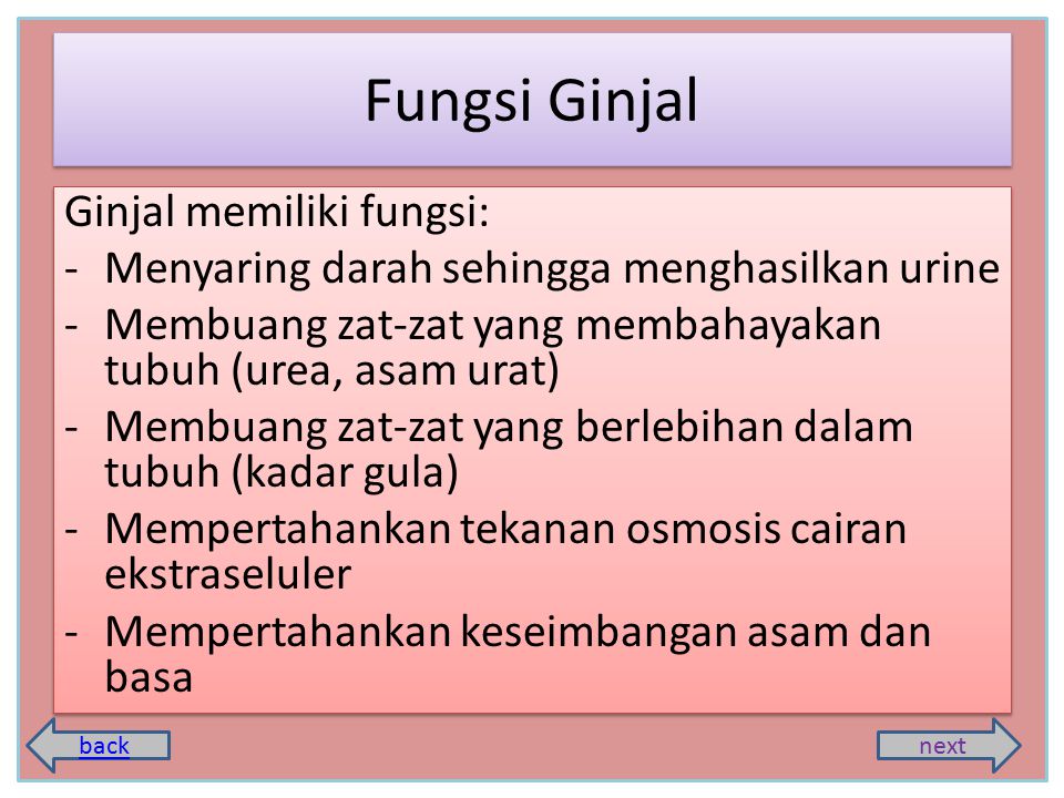 Fungsi Ginjal Ginjal memiliki fungsi: