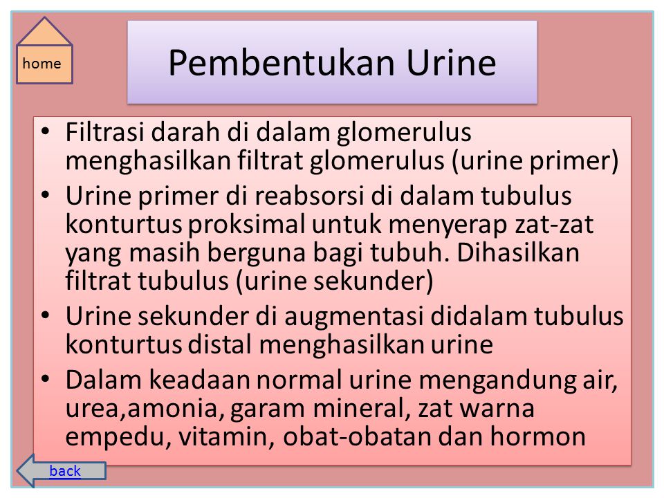 Pembentukan Urine home. Filtrasi darah di dalam glomerulus menghasilkan filtrat glomerulus (urine primer)