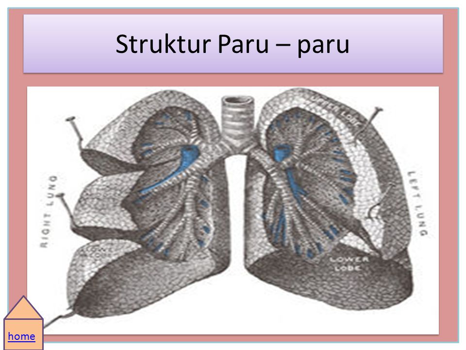 Struktur Paru – paru home