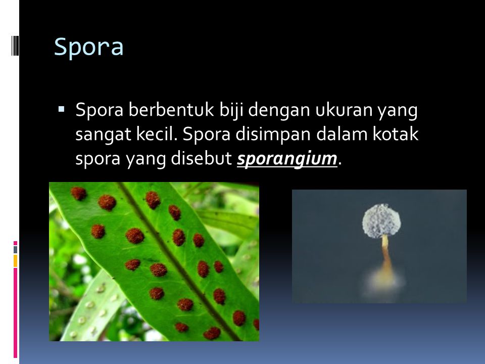 Spora Spora berbentuk biji dengan ukuran yang sangat kecil.