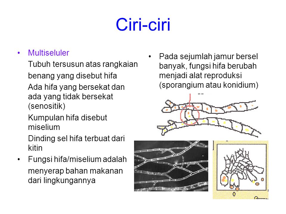 Bab Vi Jamur Ppt Download