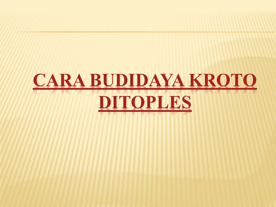 Program Budidaya Semut Rangrang dengan Media Toples - ppt download