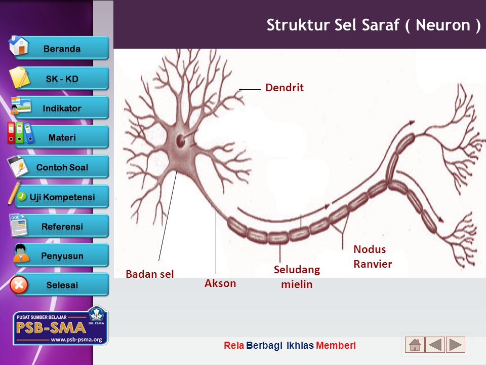 Struktur Sel Saraf ( Neuron )