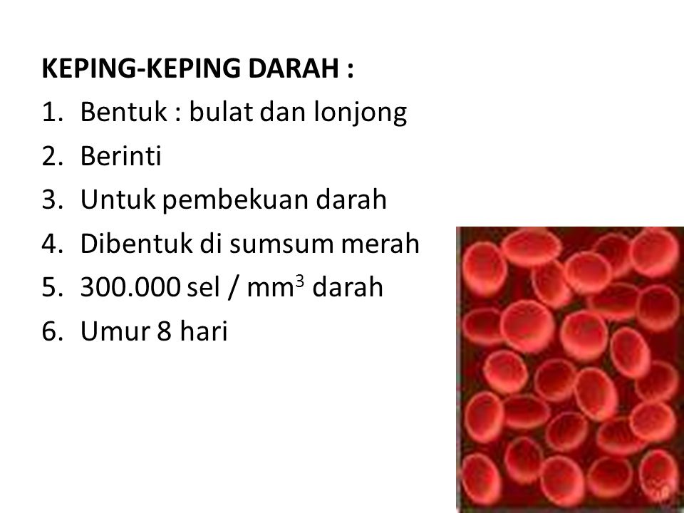 KEPING-KEPING DARAH : Bentuk : bulat dan lonjong. Berinti. Untuk pembekuan darah. Dibentuk di sumsum merah.