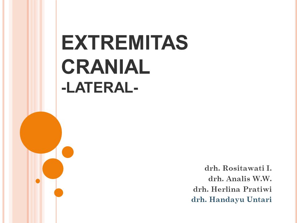 EXTREMITAS CRANIAL -LATERAL-