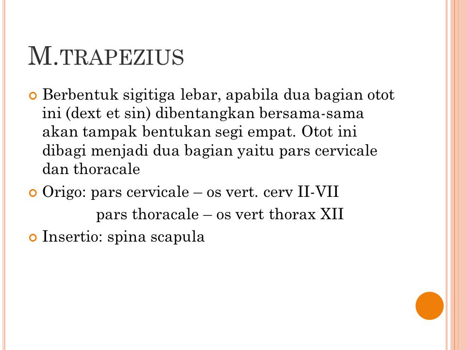 M.trapezius