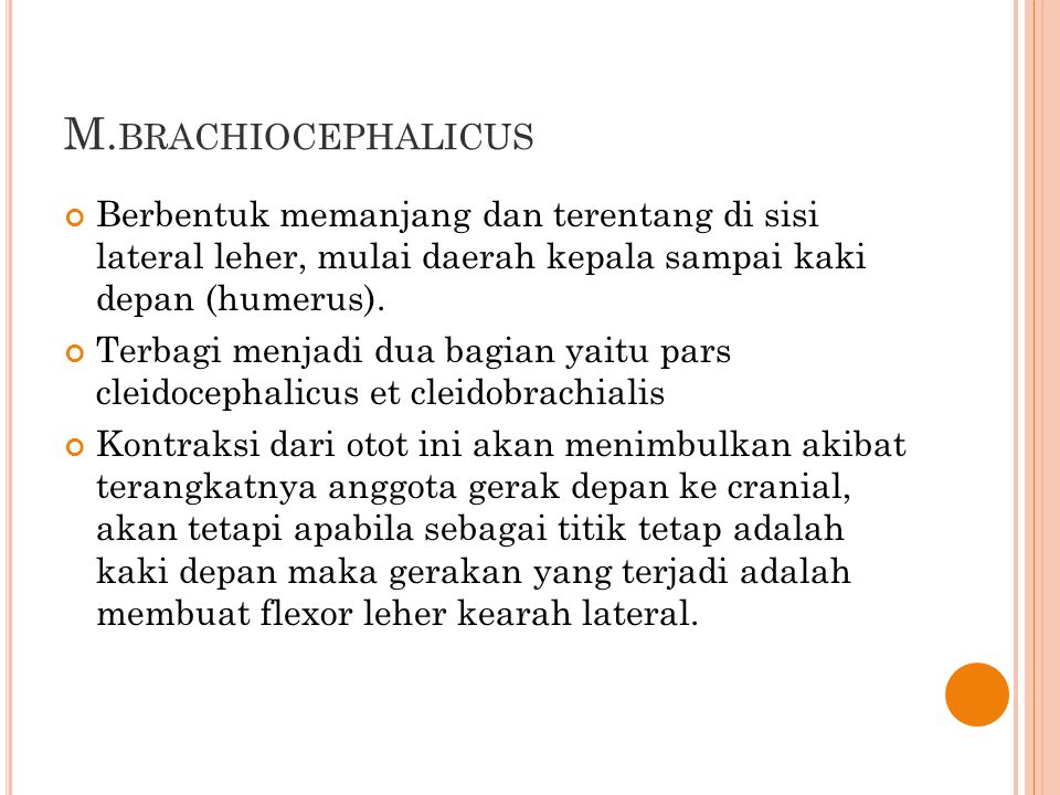M.brachiocephalicus Berbentuk memanjang dan terentang di sisi lateral leher, mulai daerah kepala sampai kaki depan (humerus).