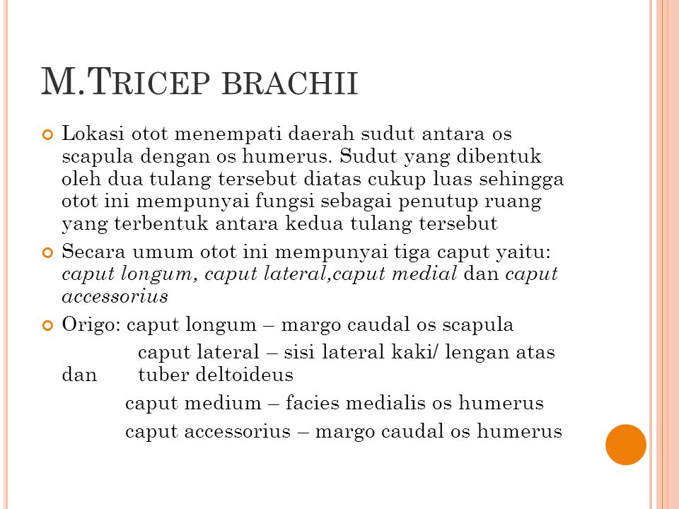 M.Tricep brachii