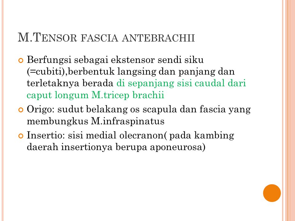 M.Tensor fascia antebrachii