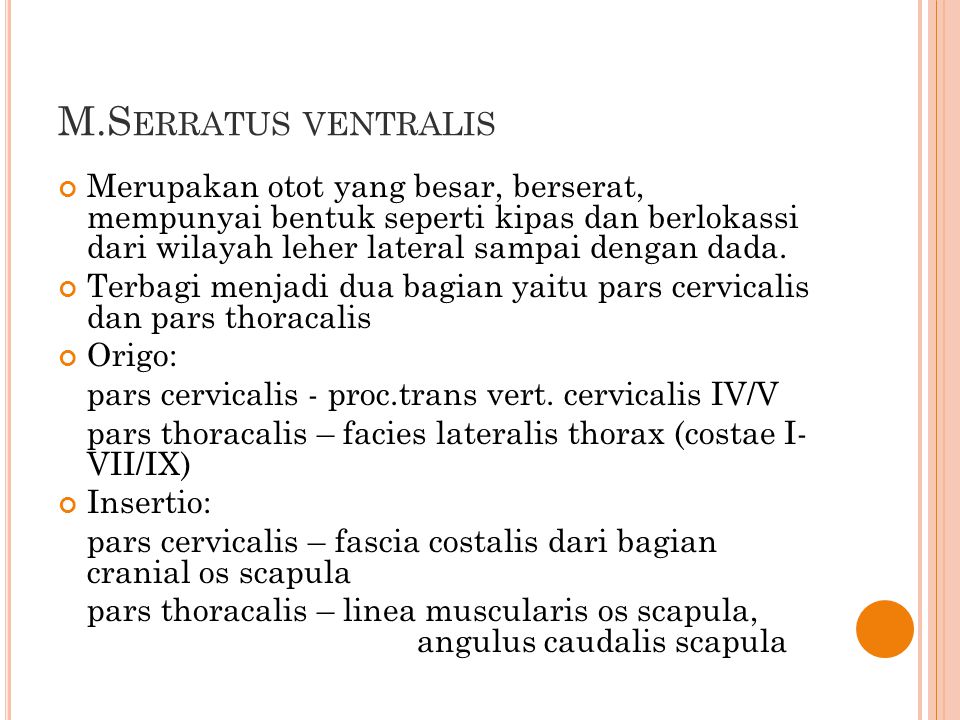 M.Serratus ventralis