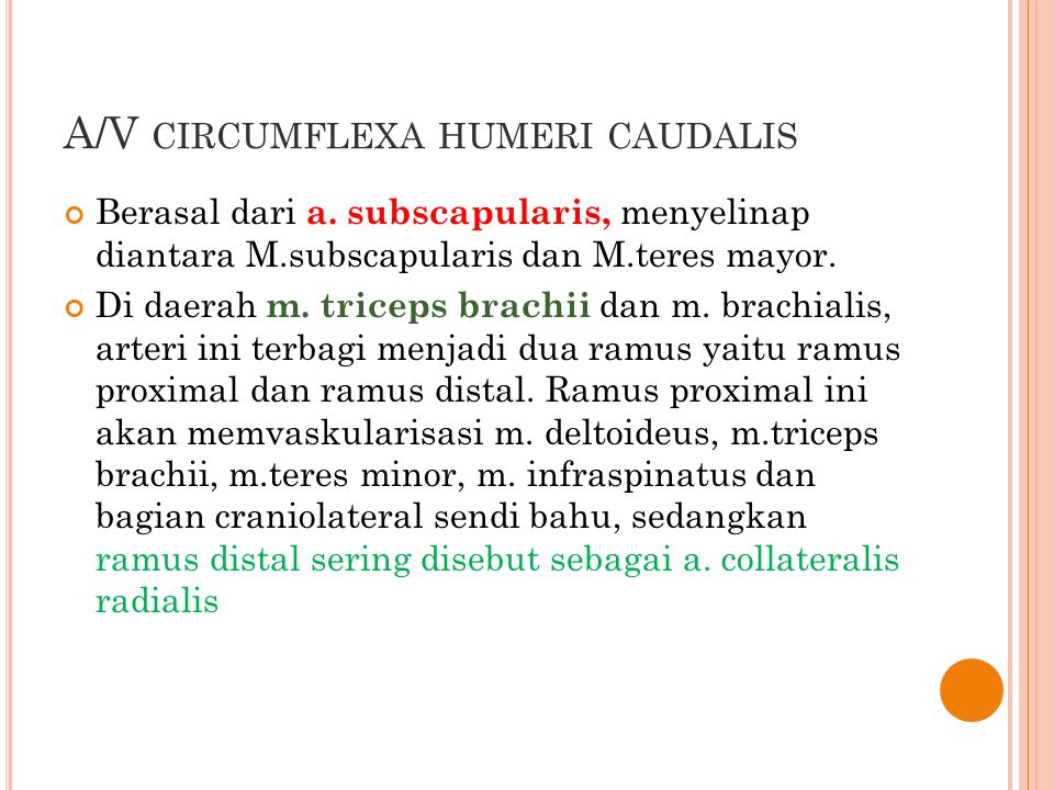 A/V circumflexa humeri caudalis