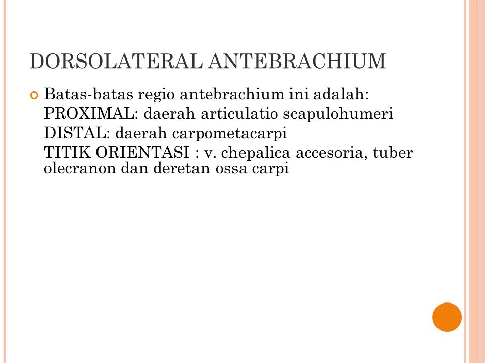 DORSOLATERAL ANTEBRACHIUM