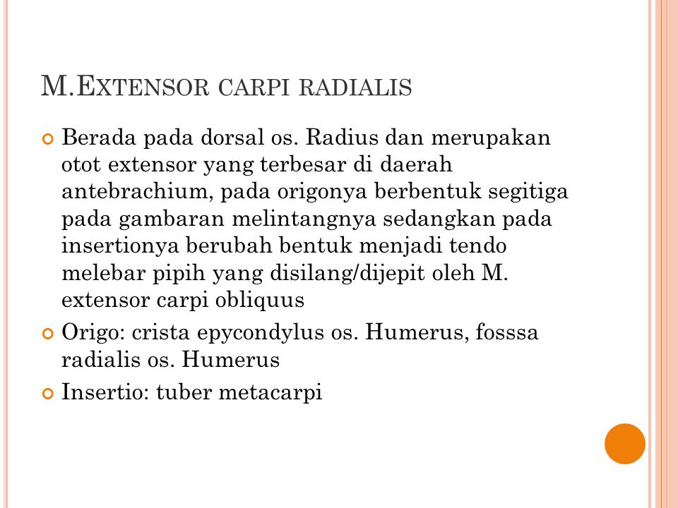 M.Extensor carpi radialis