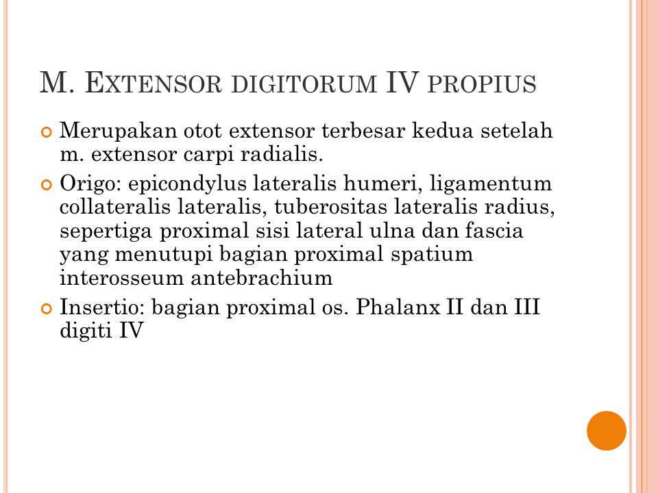 M. Extensor digitorum IV propius