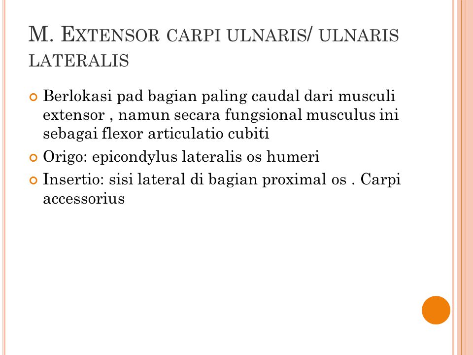 M. Extensor carpi ulnaris/ ulnaris lateralis