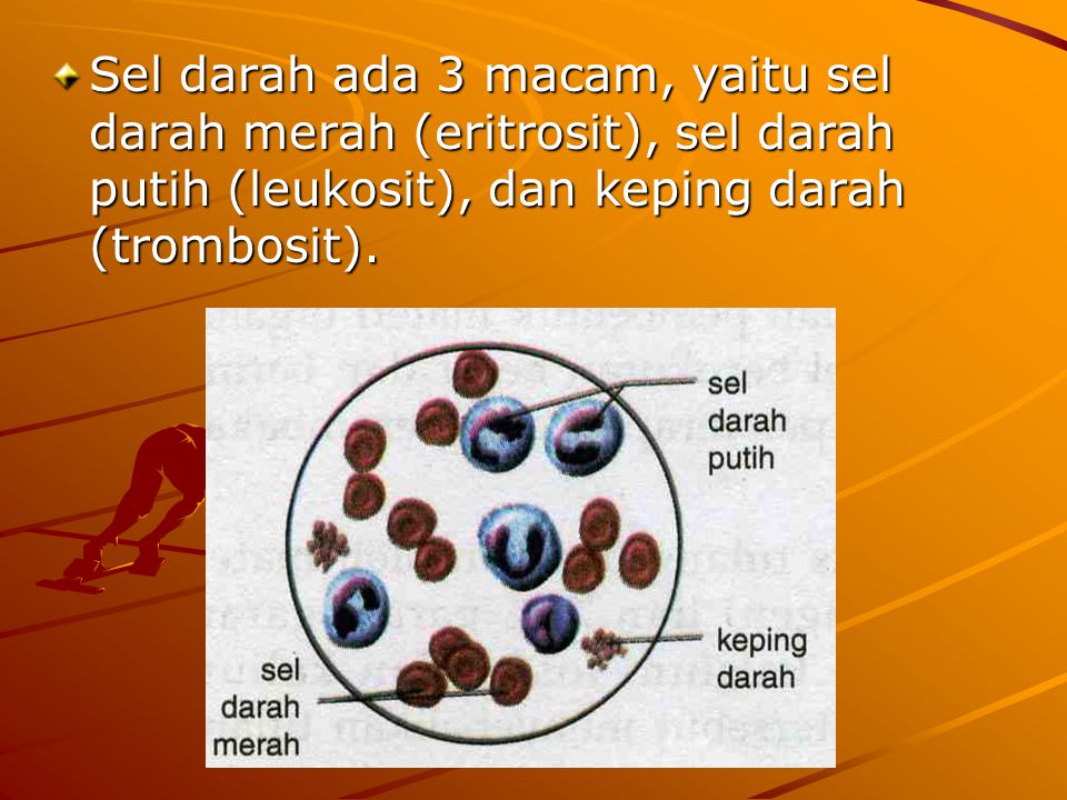 Sel darah ada 3 macam, yaitu sel darah merah (eritrosit), sel darah putih (leukosit), dan keping darah (trombosit).