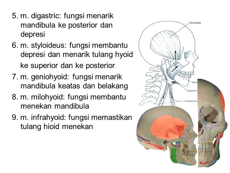 5. m. digastric: fungsi menarik mandibula ke posterior dan depresi