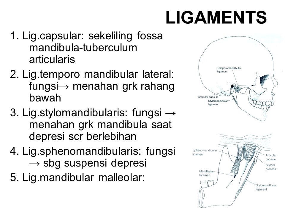 LIGAMENTS 1. Lig.capsular: sekeliling fossa mandibula-tuberculum articularis. 2. Lig.temporo mandibular lateral: fungsi→ menahan grk rahang bawah.