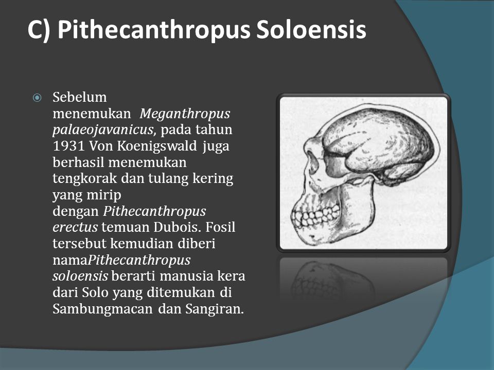 Mengapa ada anggapan bahwa pithecanthropus belum bisa dianggap sebagai manusia