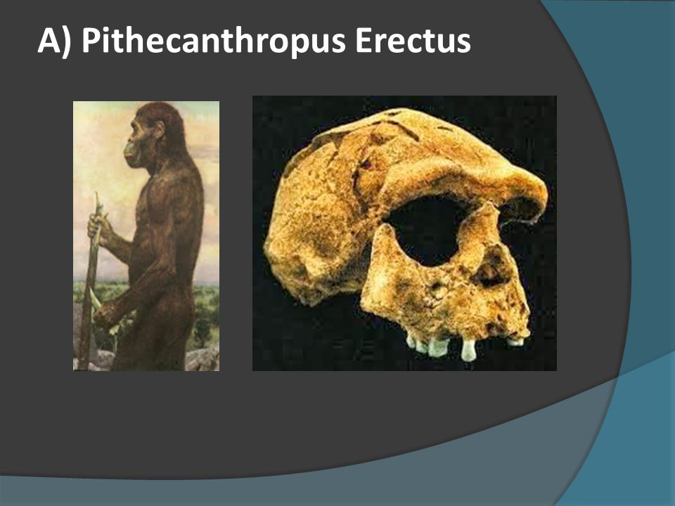 Bisa dianggap ada belum bahwa sebagai pithecanthropus manusia anggapan mengapa Pithecanthropus Dianggap