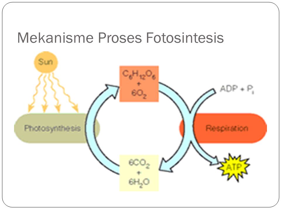 Mekanisme Proses Fotosintesis