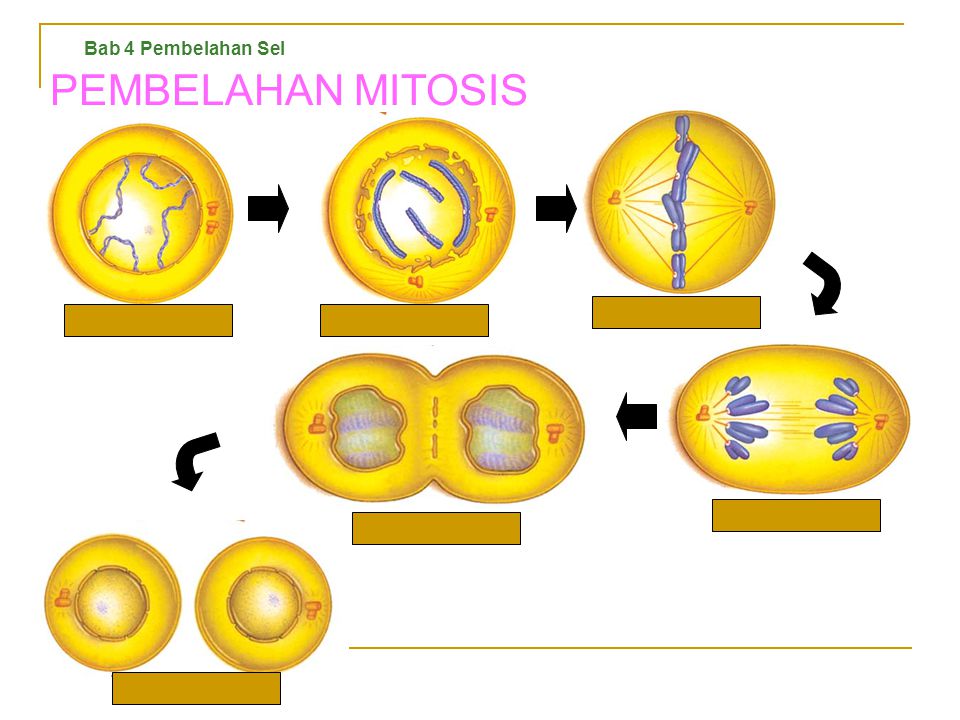 PEMBELAHAN MITOSIS Metafase Profase awal Profase akhir Anafase