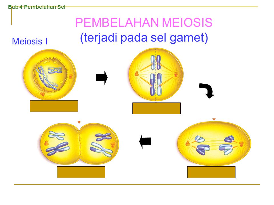 PEMBELAHAN MEIOSIS (terjadi pada sel gamet)