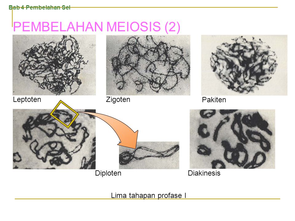 PEMBELAHAN MEIOSIS (2) Leptoten Zigoten Pakiten Diploten Diakinesis