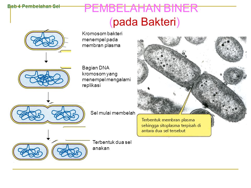 PEMBELAHAN BINER (pada Bakteri)
