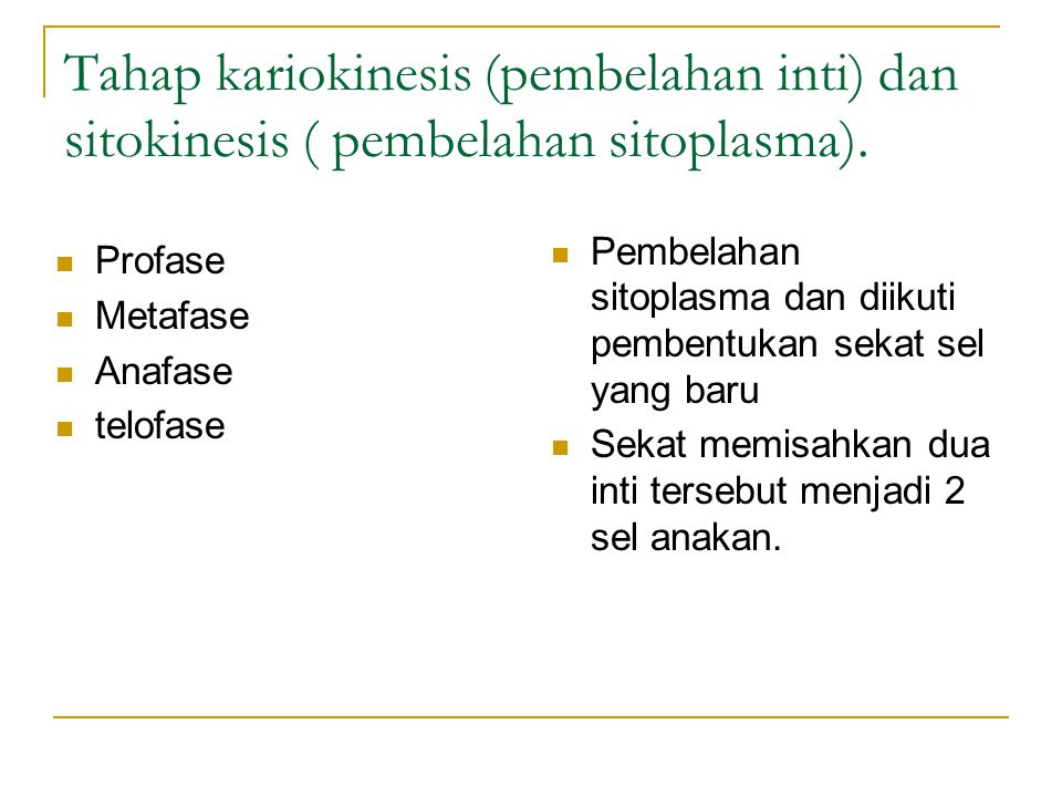 Tahap kariokinesis (pembelahan inti) dan sitokinesis ( pembelahan sitoplasma).