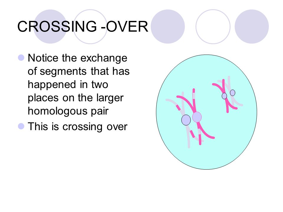 CROSSING -OVER Notice the exchange of segments that has happened in two places on the larger homologous pair.