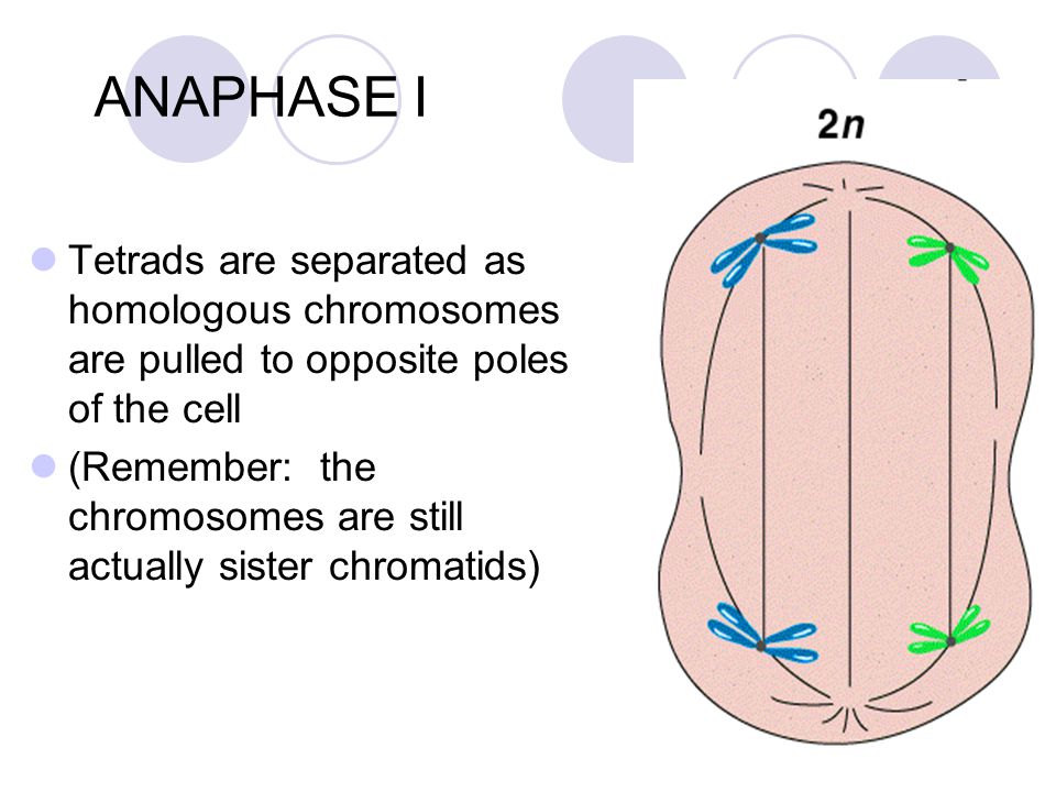 ANAPHASE I Tetrads are separated as homologous chromosomes are pulled to opposite poles of the cell.