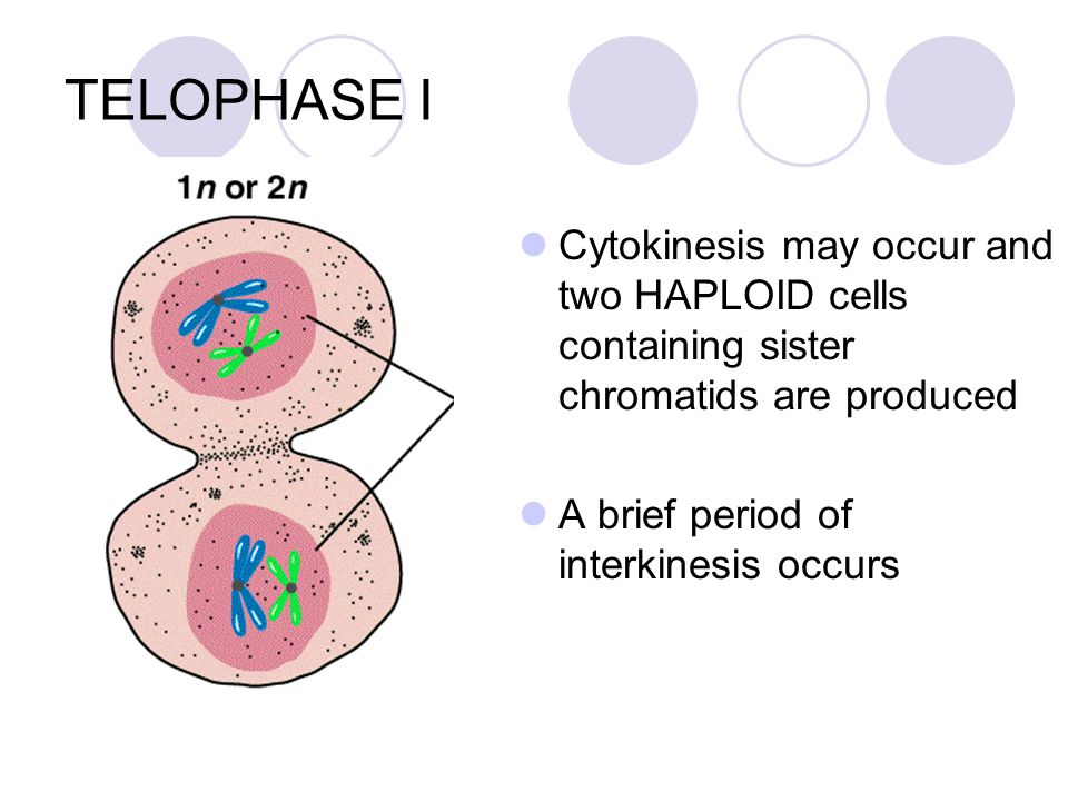TELOPHASE I Cytokinesis may occur and two HAPLOID cells containing sister chromatids are produced.