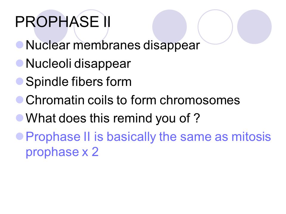 PROPHASE II Nuclear membranes disappear Nucleoli disappear