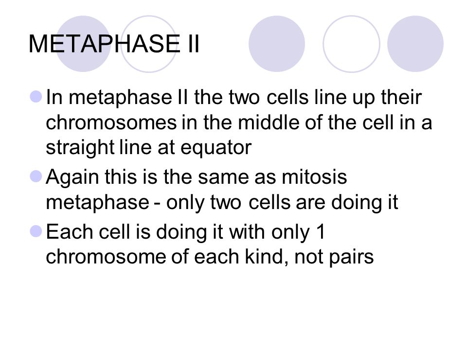 METAPHASE II In metaphase II the two cells line up their chromosomes in the middle of the cell in a straight line at equator.