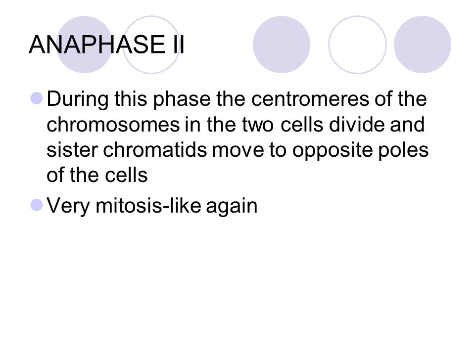 ANAPHASE II During this phase the centromeres of the chromosomes in the two cells divide and sister chromatids move to opposite poles of the cells.