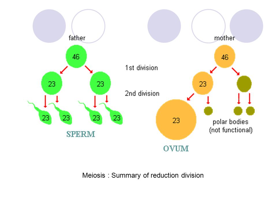 Meiosis : Summary of reduction division